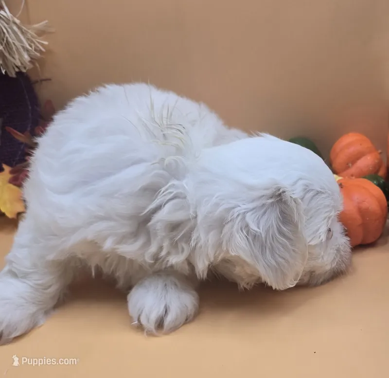 Chunky Monkey – Maltese, Shih Tzu puppy for sale in Clinton, NC