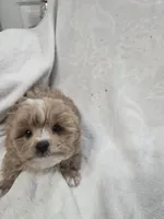 Ralphie, a male Poodle - Toy  for sale in Clinton, NC – 5 of 6