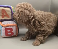 Jimmy, a male Poodle - Toy  for sale in Clinton, NC – 2 of 3