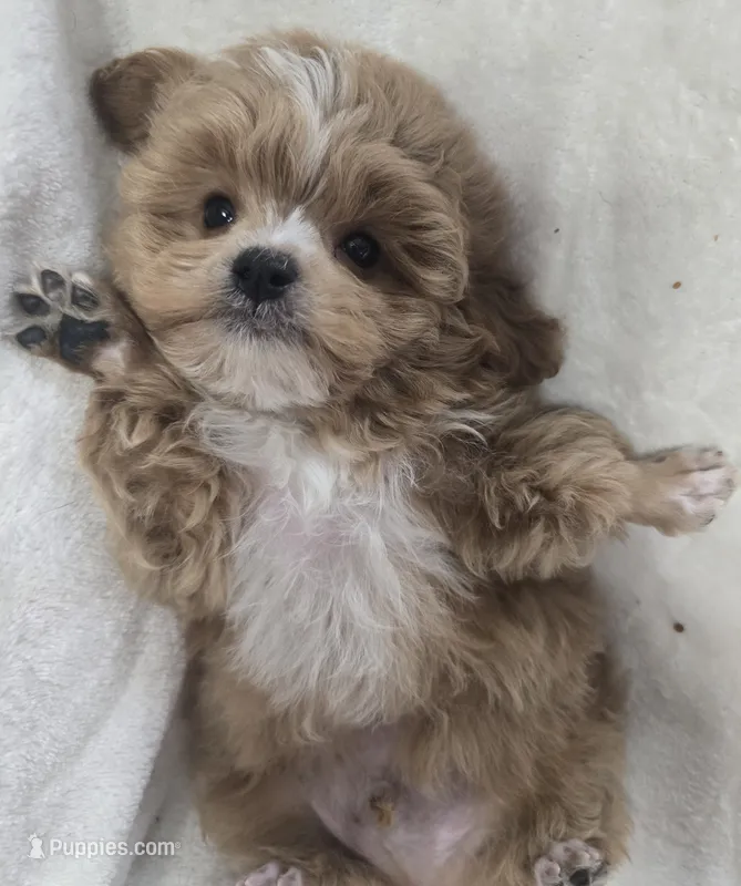 Ralphie – Poodle - Toy  puppy for sale in Clinton, NC