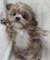 Ralphie, a male Poodle - Toy  for sale in Clinton, NC – 1 of 6