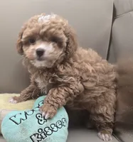 Tippy, a female Poodle - Toy  for sale in Clinton, NC – 3 of 3
