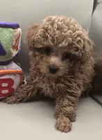 Jimmy, a male Poodle - Toy  for sale in Clinton, NC – 3 of 3