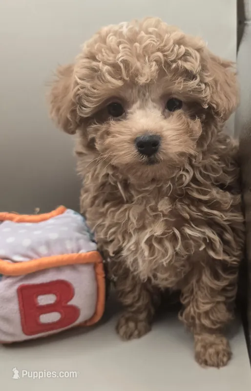 Jimmy – Poodle - Toy  puppy for sale in Clinton, NC