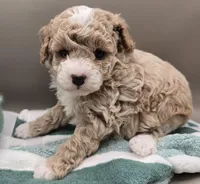 Curious George, a male Poodle - Toy  for sale in Clinton, NC – Photo 3 of 5