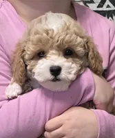 Curious George, a male Poodle - Toy  for sale in Clinton, NC – Photo 2 of 5
