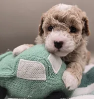 Curious George, a male Poodle - Toy  for sale in Clinton, NC – Photo 5 of 5