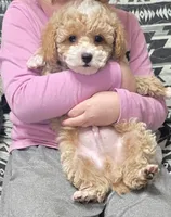 Curious George, a male Poodle - Toy  for sale in Clinton, NC – Photo 1 of 5