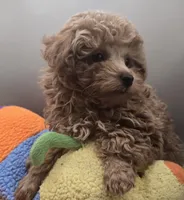 Joey, a male Poodle - Toy  for sale in Clinton, NC – 2 of 4