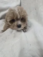 Ralphie, a male Poodle - Toy  for sale in Clinton, NC – 2 of 6