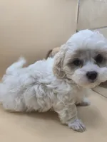 Georgie, a male Shihpoo for sale in Clinton, NC – 2 of 4