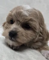 Amelia, a female Poodle - Toy  for sale in Clinton, NC – 3 of 4