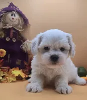 Chunky Monkey, a male Maltese and Shih Tzu for sale in Clinton, NC – 2 of 3