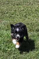 Lady Bug Sheila , a female Toy Australian Shepherd for sale in Georgetown, IN – 5 of 9