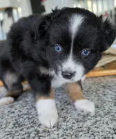 Sheila Love, a female Toy Australian Shepherd for sale in Georgetown, IN – 3 of 4