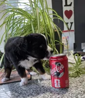 Valentino, a male Toy Australian Shepherd for sale in Georgetown, IN – 3 of 5