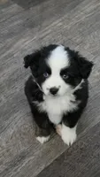 Junior, a male Toy Australian Shepherd for sale in Georgetown, IN – 4 of 8