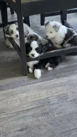 Junior, a male Toy Australian Shepherd for sale in Georgetown, IN – 5 of 8