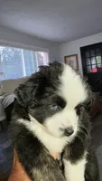 Junior, a male Toy Australian Shepherd for sale in Georgetown, IN – 2 of 8