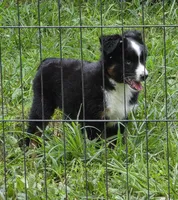 Lady Bug Sheila , a female Toy Australian Shepherd for sale in Georgetown, IN – 10 of 10