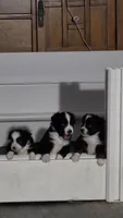 Valentino, a male Toy Australian Shepherd for sale in Georgetown, IN – 2 of 5