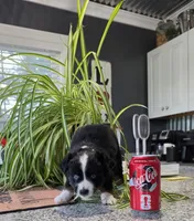 Valentino, a male Toy Australian Shepherd for sale in Georgetown, IN – 4 of 5