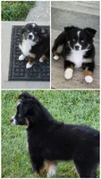 Lady Bug Sheila , a female Toy Australian Shepherd for sale in Georgetown, IN – 9 of 10