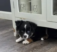 Lady Bug Sheila , a female Toy Australian Shepherd for sale in Georgetown, IN – 8 of 9