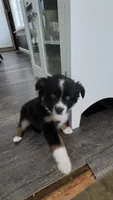Lady Bug Sheila , a female Toy Australian Shepherd for sale in Georgetown, IN – 9 of 9