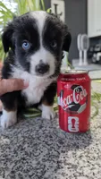 Valentino, a male Toy Australian Shepherd for sale in Georgetown, IN – 1 of 5