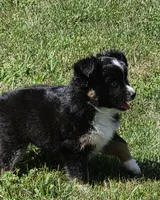 Lady Bug Sheila , a female Toy Australian Shepherd for sale in Georgetown, IN – 3 of 9