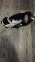 Junior, a male Toy Australian Shepherd for sale in Georgetown, IN – 8 of 8