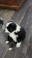 Junior, a male Toy Australian Shepherd for sale in Georgetown, IN – 6 of 8