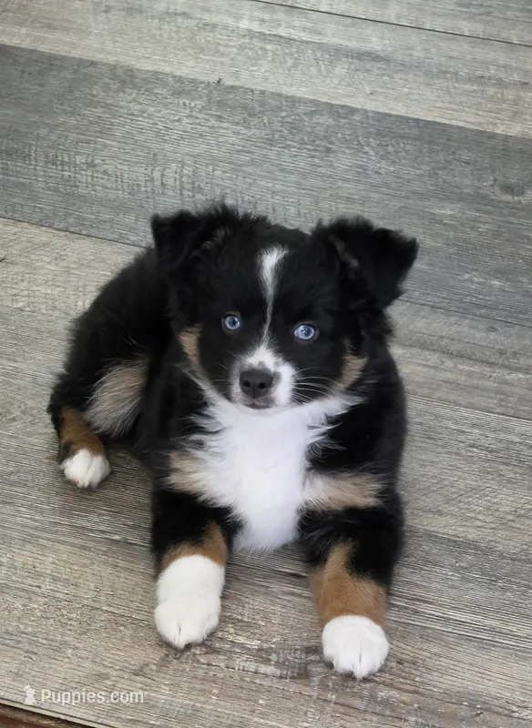 Lady Bug Sheila  – Toy Australian Shepherd puppy for sale in Georgetown, IN
