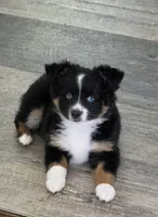 Lady Bug Sheila , a female Toy Australian Shepherd for sale in Georgetown, IN – 1 of 10