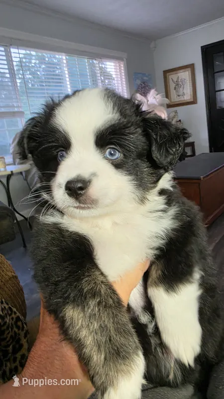Junior – Toy Australian Shepherd puppy for sale in Georgetown, IN