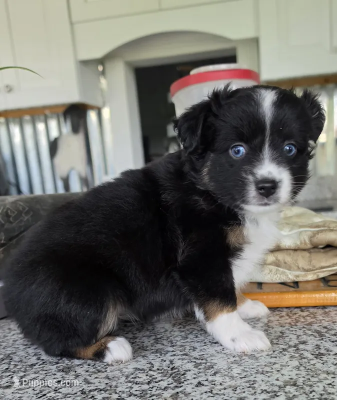 Sheila Love – Toy Australian Shepherd puppy for sale in Georgetown, IN