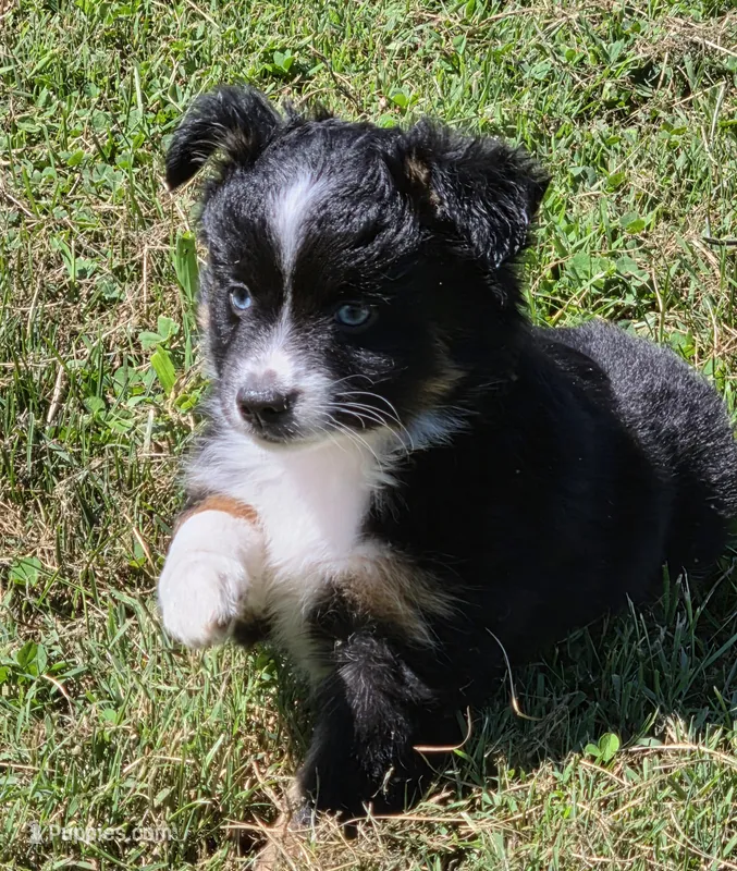 Lady Bug Sheila  – Toy Australian Shepherd puppy for sale in Georgetown, IN