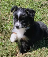 Lady Bug Sheila , a female Toy Australian Shepherd for sale in Georgetown, IN – 1 of 9