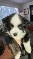 Junior, a male Toy Australian Shepherd for sale in Georgetown, IN – 3 of 8