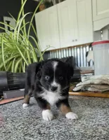 Sheila Love, a female Toy Australian Shepherd for sale in Georgetown, IN – 2 of 4