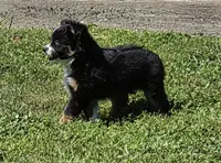 Lady Bug Sheila , a female Toy Australian Shepherd for sale in Georgetown, IN – 4 of 9