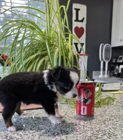 Valentino, a male Toy Australian Shepherd for sale in Georgetown, IN – 5 of 5