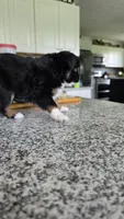 Sheila Love, a female Toy Australian Shepherd for sale in Georgetown, IN – 4 of 4