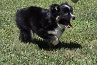 Lady Bug Sheila , a female Toy Australian Shepherd for sale in Georgetown, IN – 2 of 9