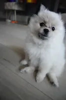 High White Parti, a female Pomeranian for sale in Queens, NY – Photo 2 of 7