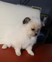 High White Parti, a female Pomeranian for sale in Queens, NY – Photo 4 of 7