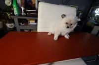 High White Parti, a female Pomeranian for sale in Queens, NY – Photo 3 of 7