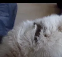 High White Parti, a female Pomeranian for sale in Queens, NY – Photo 6 of 7