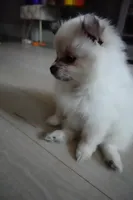 High White Parti, a female Pomeranian for sale in Queens, NY – Photo 7 of 7